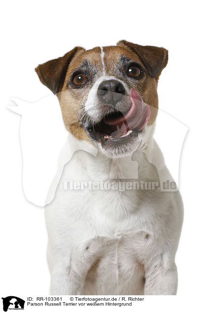 Parson Russell Terrier vor weiem Hintergrund / RR-103361
