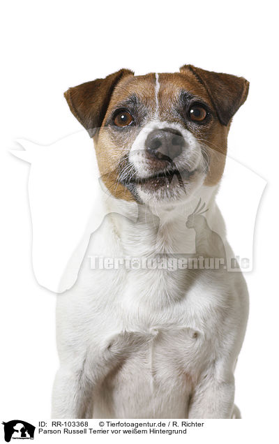 Parson Russell Terrier vor weiem Hintergrund / RR-103368