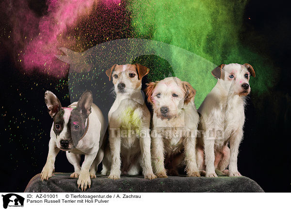 Parson Russell Terrier mit Holi Pulver / AZ-01001