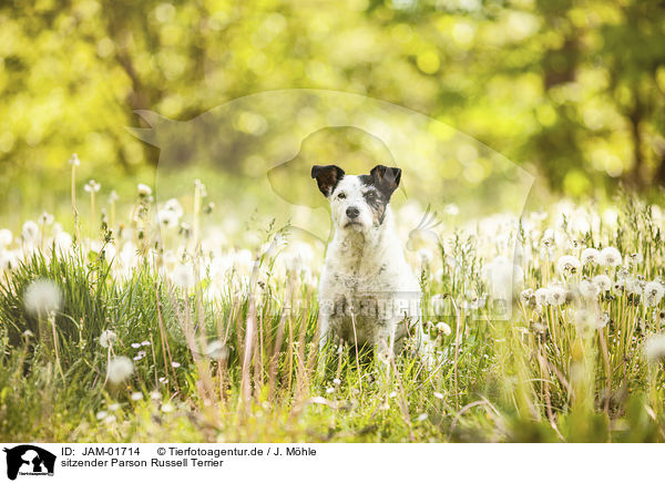 sitzender Parson Russell Terrier / JAM-01714