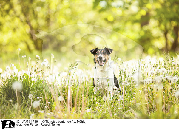 sitzender Parson Russell Terrier / JAM-01716