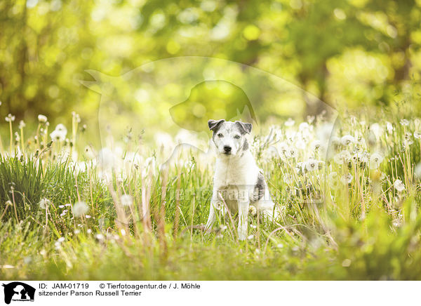 sitzender Parson Russell Terrier / JAM-01719