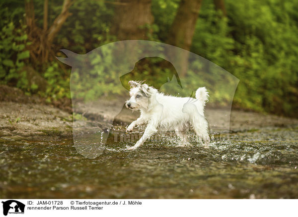 rennender Parson Russell Terrier / JAM-01728