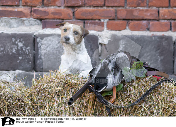 braun-weier Parson Russell Terrier / MW-16881