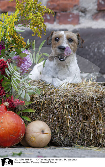 braun-weier Parson Russell Terrier / MW-16884