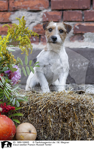 braun-weier Parson Russell Terrier / MW-16885
