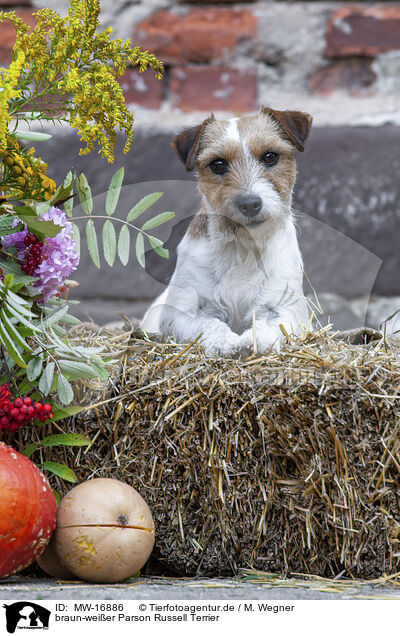 braun-weier Parson Russell Terrier / MW-16886