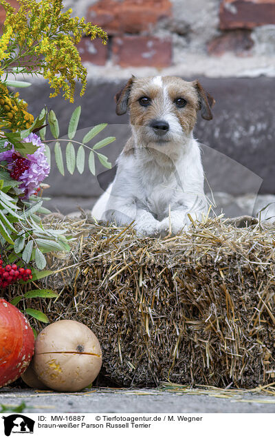 braun-weier Parson Russell Terrier / MW-16887