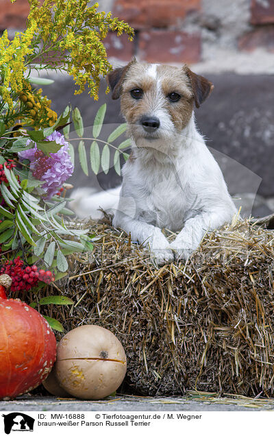 braun-weier Parson Russell Terrier / MW-16888