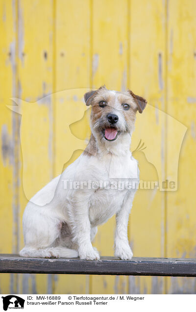braun-weier Parson Russell Terrier / MW-16889