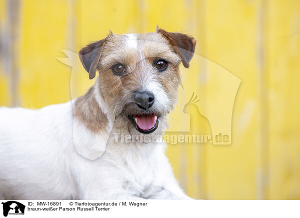 braun-weier Parson Russell Terrier / MW-16891