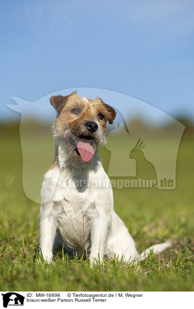 braun-weier Parson Russell Terrier / MW-16898