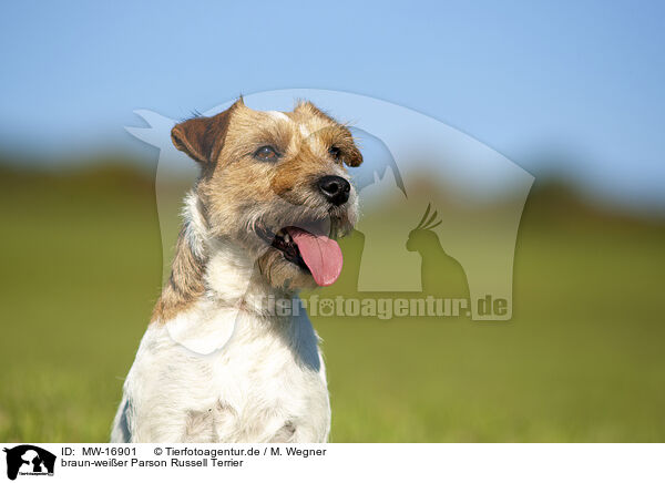 braun-weier Parson Russell Terrier / MW-16901