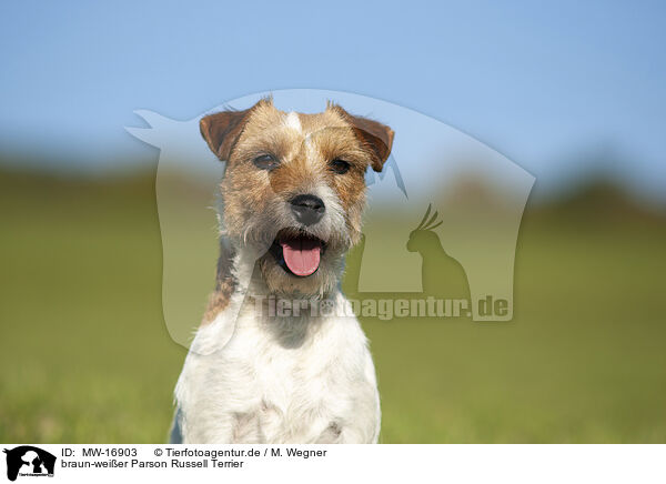 braun-weier Parson Russell Terrier / MW-16903