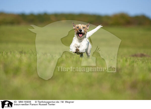 braun-weier Parson Russell Terrier / MW-16906