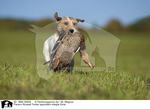 Parson Russell Terrier apportiert erlegte Ente / Parson Russell Terrier retrieves hunted duck / MW-16909