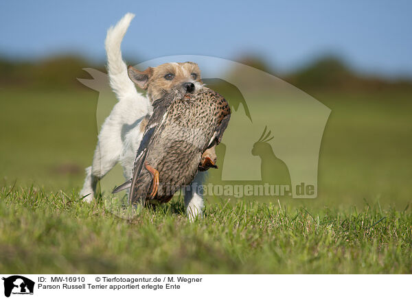 Parson Russell Terrier apportiert erlegte Ente / MW-16910