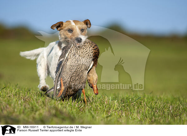 Parson Russell Terrier apportiert erlegte Ente / MW-16911