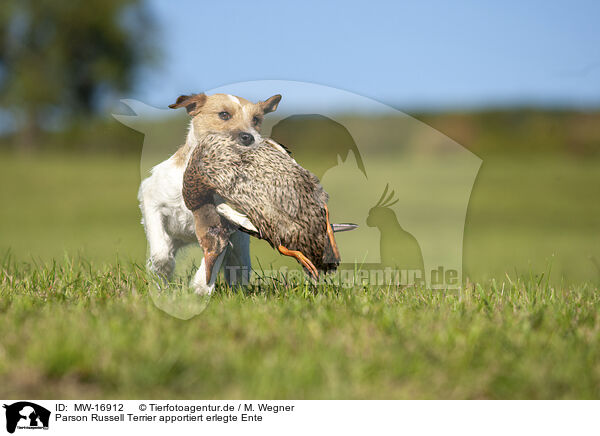 Parson Russell Terrier apportiert erlegte Ente / Parson Russell Terrier retrieves hunted duck / MW-16912