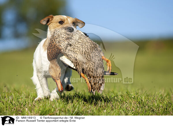 Parson Russell Terrier apportiert erlegte Ente / MW-16913