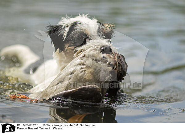 Parson Russell Terrier im Wasser / Parson Russell Terrier in the water / MIS-01216