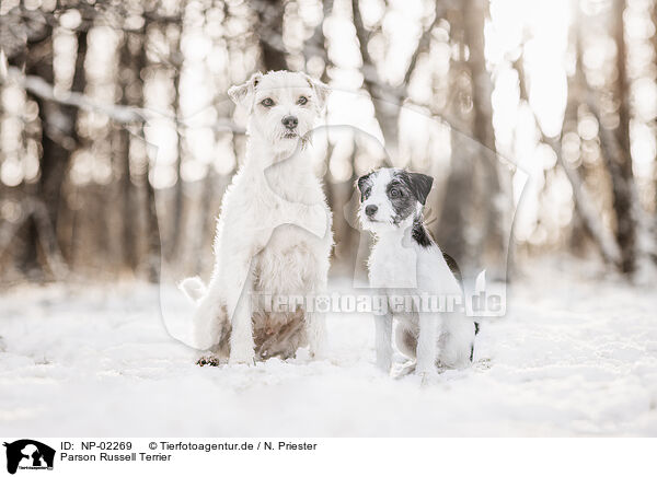 Parson Russell Terrier / NP-02269