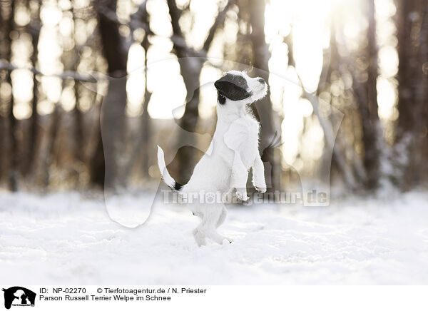 Parson Russell Terrier Welpe im Schnee / NP-02270