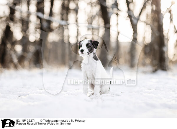 Parson Russell Terrier Welpe im Schnee / NP-02271