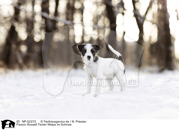 Parson Russell Terrier Welpe im Schnee / NP-02272