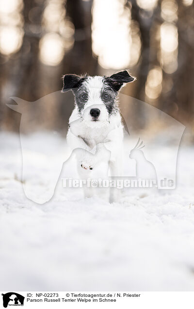 Parson Russell Terrier Welpe im Schnee / NP-02273