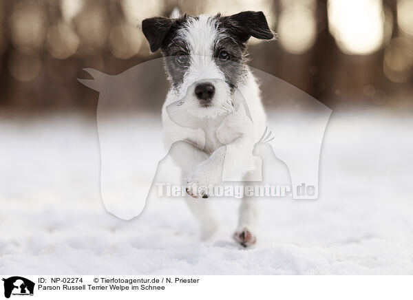 Parson Russell Terrier Welpe im Schnee / NP-02274