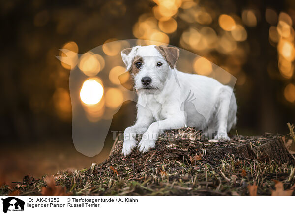 liegender Parson Russell Terrier / lying Parson Russell Terrier / AK-01252