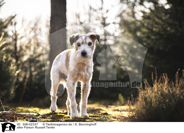 alter Parson Russell Terrier / SIB-02337