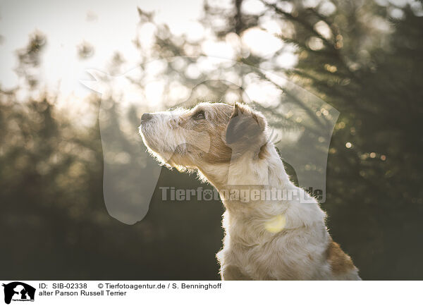 alter Parson Russell Terrier / SIB-02338