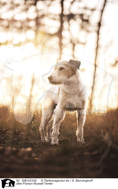 alter Parson Russell Terrier / SIB-02339