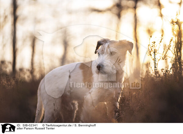 alter Parson Russell Terrier / SIB-02341