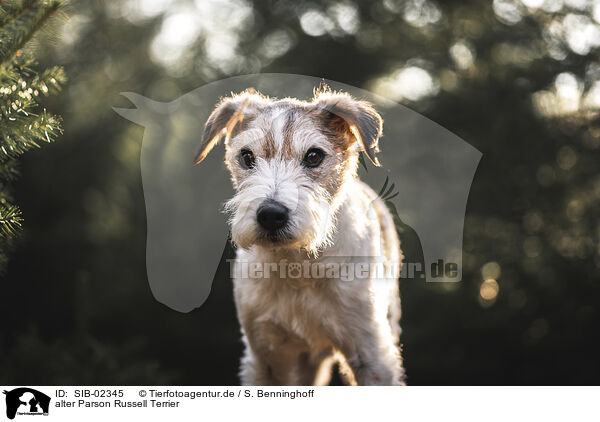 alter Parson Russell Terrier / old Parson Russell Terrier / SIB-02345