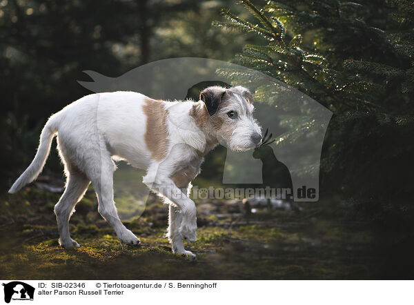 alter Parson Russell Terrier / SIB-02346