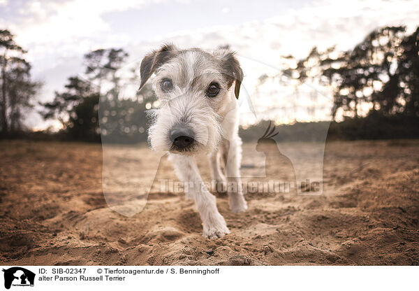 alter Parson Russell Terrier / old Parson Russell Terrier / SIB-02347