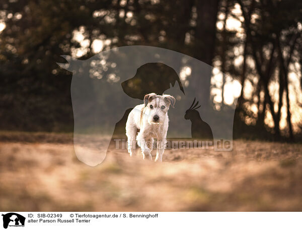 alter Parson Russell Terrier / SIB-02349