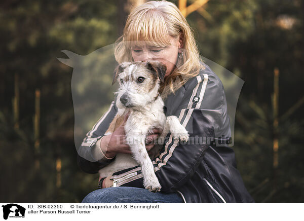 alter Parson Russell Terrier / SIB-02350