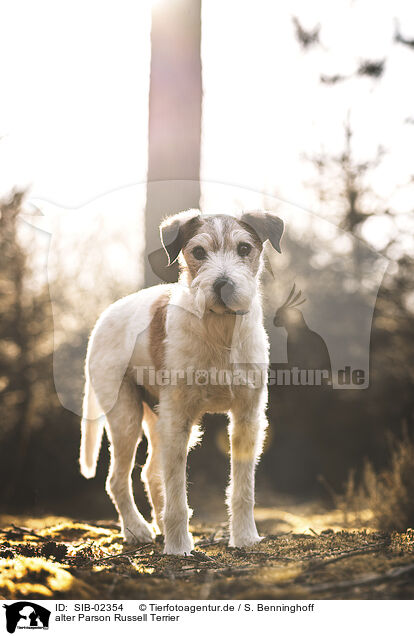 alter Parson Russell Terrier / SIB-02354