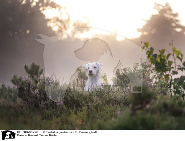 Parson Russell Terrier Rde / SIB-03228