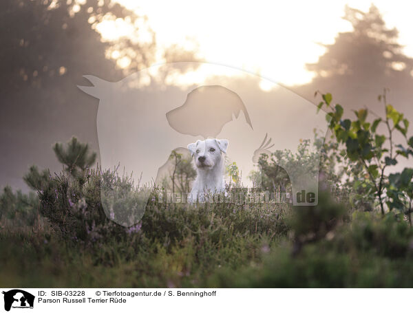 Parson Russell Terrier Rde / male Parson Russell Terrier / SIB-03228