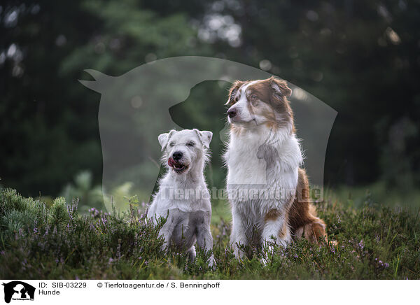 Hunde / SIB-03229