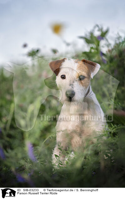 Parson Russell Terrier Rde / male Parson Russell Terrier / SIB-03233