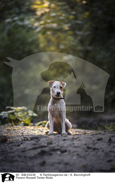 Parson Russell Terrier R�de / SIB-03236
