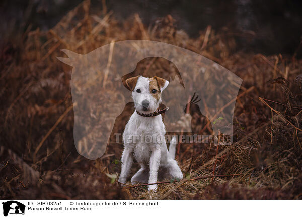 Parson Russell Terrier Rde / SIB-03251