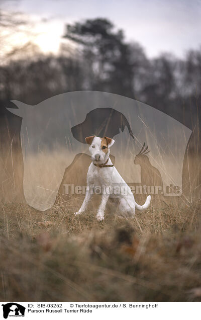 Parson Russell Terrier Rde / male Parson Russell Terrier / SIB-03252