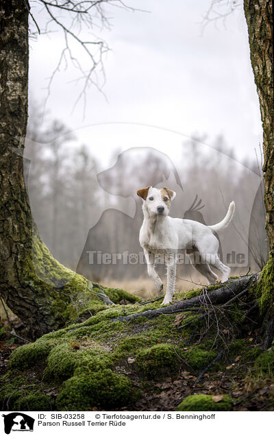 Parson Russell Terrier Rde / male Parson Russell Terrier / SIB-03258